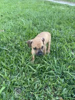 Carlos , a male Cane Corso for sale in Beaumont, TX – Photo 4 of 6
