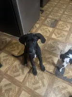 Iceland , a female Great Dane for sale in Beaumont, TX – 2 of 2