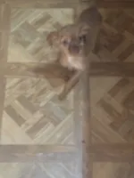 Raymond long hair , a male Chihuahua for sale in Beaumont, TX – 2 of 7