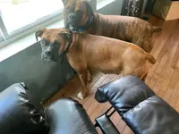 Star , a female Boxer for sale in Beaumont, TX – 3 of 3