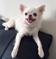 Kevin the tiny long hair apple head , a male Chihuahua for sale in Baytown, TX – 3 of 5
