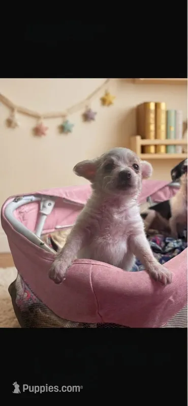 Blanca  long hair. Reduced price  – Chihuahua puppy for sale in Beaumont, TX