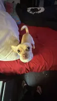 Eddie , a female Chihuahua for sale in Beaumont, TX – 3 of 5