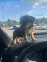 London , a male Yorkshire Terrier for sale in Beaumont, TX – 3 of 3