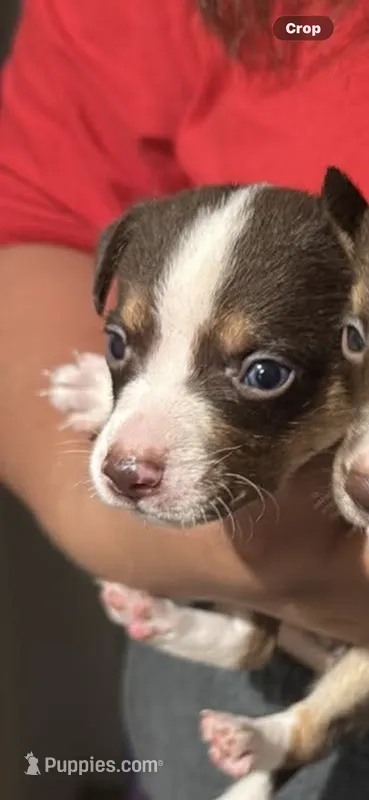 Lester  – Chihuahua puppy for sale in Beaumont, TX