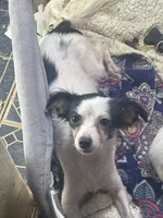 Brittany need home pregnant , a female Chihuahua for sale in Beaumont, TX – 3 of 3