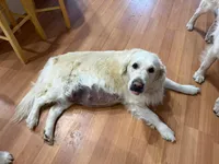 Andy, a female English Cream Golden Retriever for sale in Beaumont, TX – 1 of 3