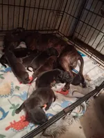 Baby One , a female Chihuahua for sale in Beaumont, TX – 5 of 5