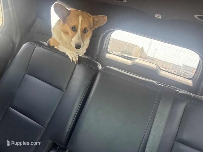 Lady urgent pregnant  – Pembroke Welsh Corgi puppy for sale in Beaumont, TX