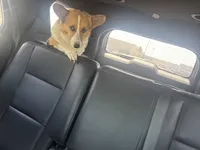 Lady urgent pregnant , a female Pembroke Welsh Corgi for sale in Beaumont, TX – 1 of 3