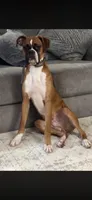 Damon , a male Boxer for sale in Beaumont, TX – 5 of 5