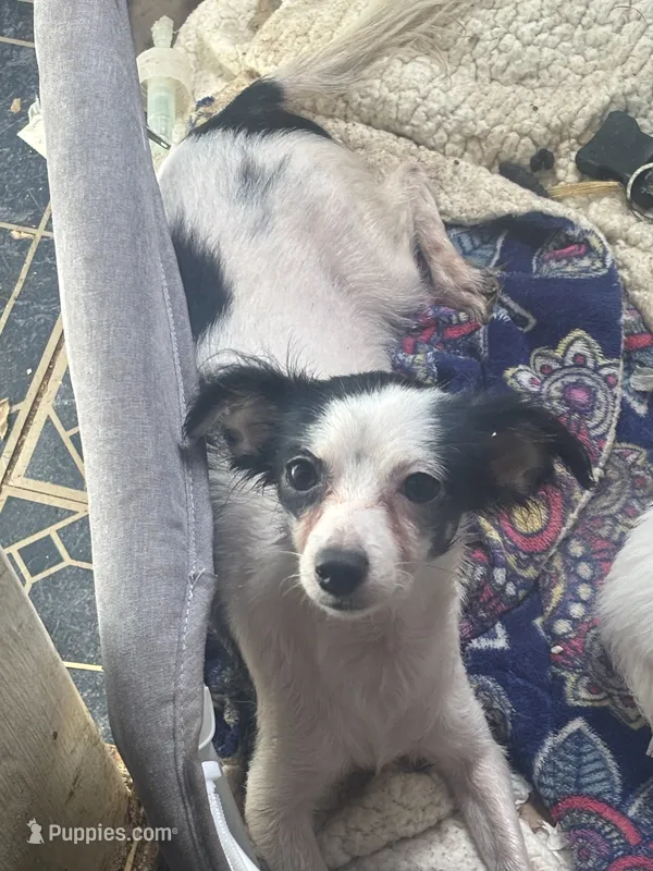 Pregant need urgent home  – Chihuahua puppy for sale in Baytown, TX