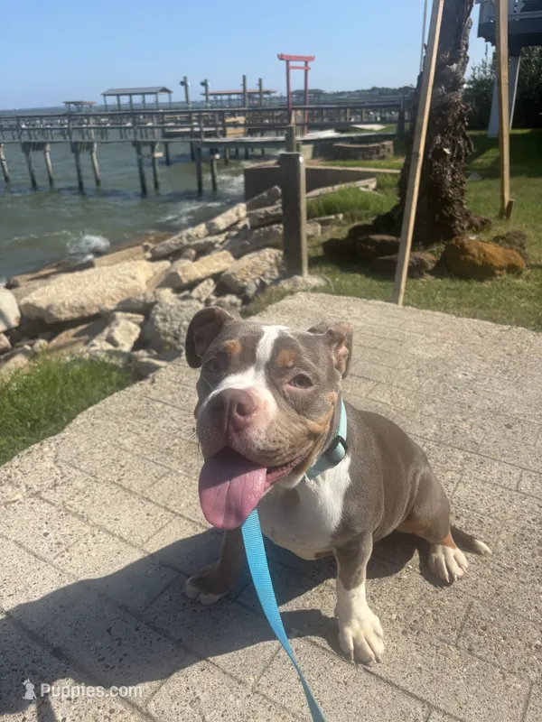 Magrita pocket bullie rare color  – American Bully puppy for sale in Baytown, TX