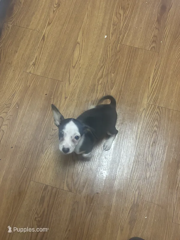 Baby girl. White an blue.  – Chihuahua puppy for sale in Baytown, TX
