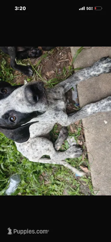 Keven  – Great Dane puppy for sale in Beaumont, TX