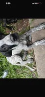 Keven , a male Great Dane for sale in Beaumont, TX – 1 of 1