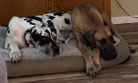 Duke , a male Great Dane for sale in Beaumont, TX – 3 of 4