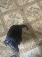 Carlos , a male Dachshund for sale in Beaumont, TX – 5 of 5