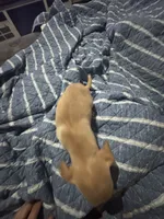 Lala , a female Chihuahua for sale in Beaumont, TX – 3 of 4