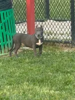 Chapo , a male American Bully for sale in Beaumont, TX – 2 of 3