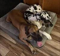 Duke , a male Great Dane for sale in Beaumont, TX – 4 of 4