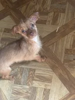 Raymond long hair , a male Chihuahua for sale in Beaumont, TX – 6 of 7