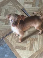 Raymond long hair , a male Chihuahua for sale in Beaumont, TX – 5 of 7