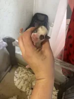 Drake, a male Chihuahua for sale in Beaumont, TX – 1 of 2