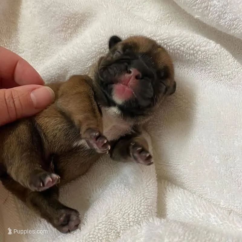 Fluffy Frenchi boy snoopy  – French Bulldog puppy for sale in Baytown, TX