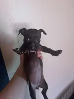 Midnight , a female Chihuahua for sale in Beaumont, TX – 2 of 2