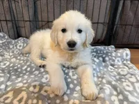 Lola, a female English Cream Golden Retriever for sale in Beaumont, TX – 2 of 4