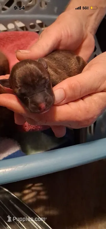 Baby One  – Chihuahua puppy for sale in Beaumont, TX
