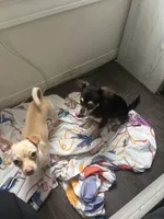 Tony, a male Chihuahua for sale in Beaumont, TX – Photo 2 of 3