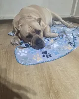 Franklin , a male Cane Corso for sale in Beaumont, TX – 3 of 4