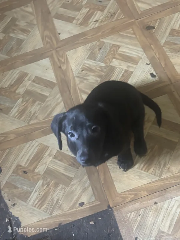 Carlos  – Dachshund puppy for sale in Beaumont, TX