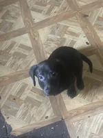 Carlos , a male Dachshund for sale in Beaumont, TX – 1 of 5
