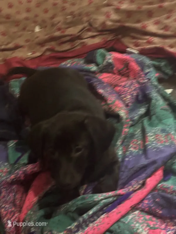 Carlos  – Dachshund puppy for sale in Beaumont, TX