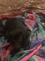 Carlos , a male Dachshund for sale in Beaumont, TX – 1 of 3