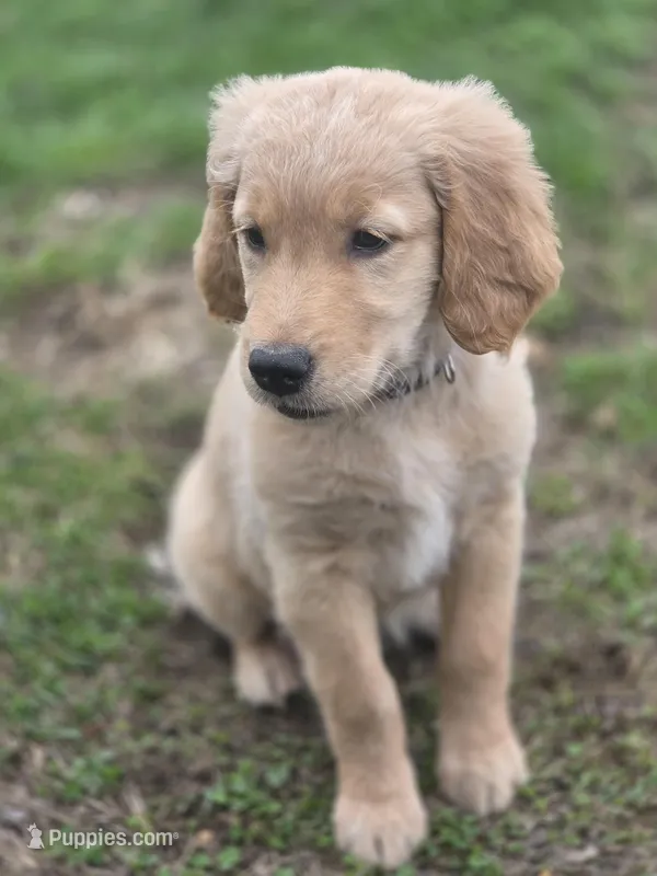 Paulette  – Golden Retriever puppy for sale in New Pekin, IN