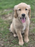 Paulette , a female Golden Retriever for sale in New Pekin, IN – Photo 2 of 2