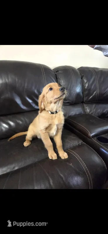 Fifi, a female Golden Retriever for sale in New Pekin, IN – Photo 1 of 2
