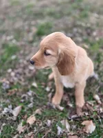 Claudette , a female Golden Retriever for sale in New Pekin, IN – Photo 2 of 2