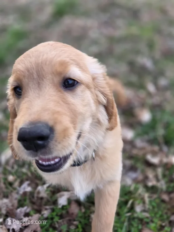 Claudette  – Golden Retriever puppy for sale in New Pekin, IN
