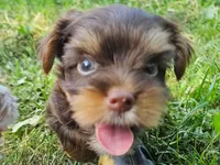Cocoa's AKC Red Male, a male Yorkshire Terrier for sale in Lynchburg, TN – 3 of 9