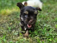 Cocoa's AKC Brown Male, a male Yorkshire Terrier for sale in Lynchburg, TN – 2 of 10