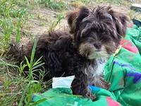 Mocha's AKC Blue Male, a male Yorkshire Terrier for sale in Lynchburg, TN – 4 of 10