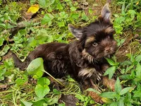Cocoa's AKC Chocolate Male, a male Yorkshire Terrier for sale in Lynchburg, TN – 2 of 9