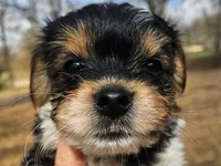 Lily's AKC Black Male, a male Yorkshire Terrier for sale in Fairview, TN – Photo 2 of 8