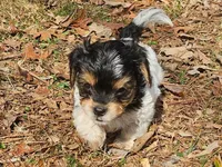 Lily's AKC Black Male, a male Yorkshire Terrier for sale in Fairview, TN – Photo 8 of 8