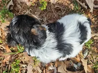 Lily's AKC Black Male, a male Yorkshire Terrier for sale in Fairview, TN – Photo 4 of 8